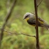 Lejscik zluty - Eopsaltria australis - Eastern Yellow Robin o5260